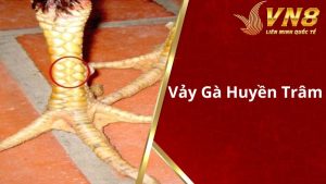 Vảy gà huyền trâm